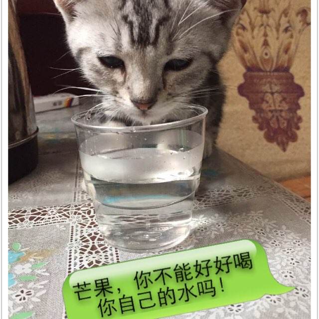 土耳其护照扫描件作假